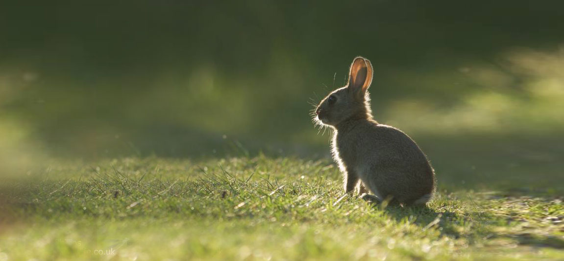 bunny.jpg