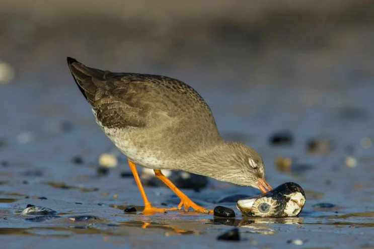 Migratory birds use stock up with food at Wat Tyler. Image © Neil Phillips.