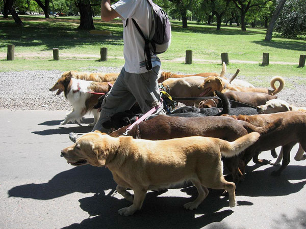 Dogs must be kept on leads
