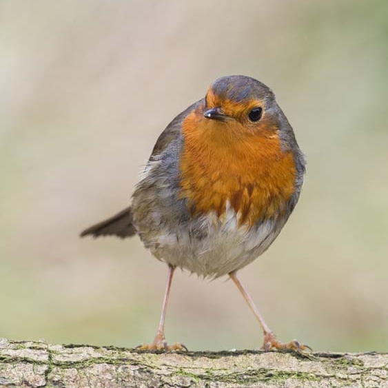 A robin likes a nest box with an open front