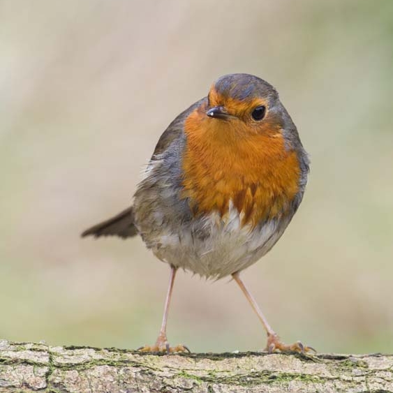 Robins like a nest box with an open front