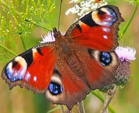 peacock-butterfly-1526939_640.jpg