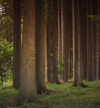forest-1850640_640.jpg