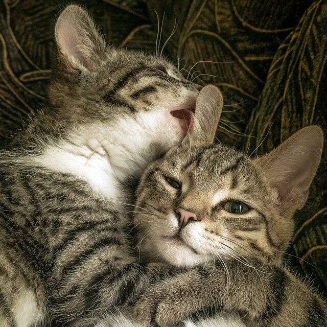 Hugging could be good for your health!