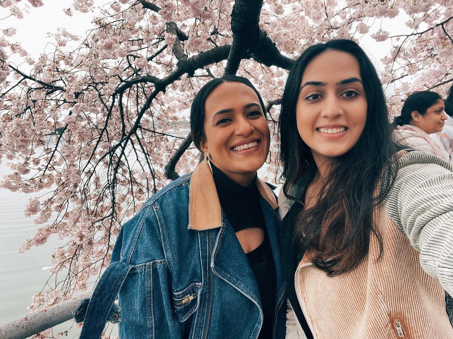 Peak bloom, traffic, and laughter 🌸💖