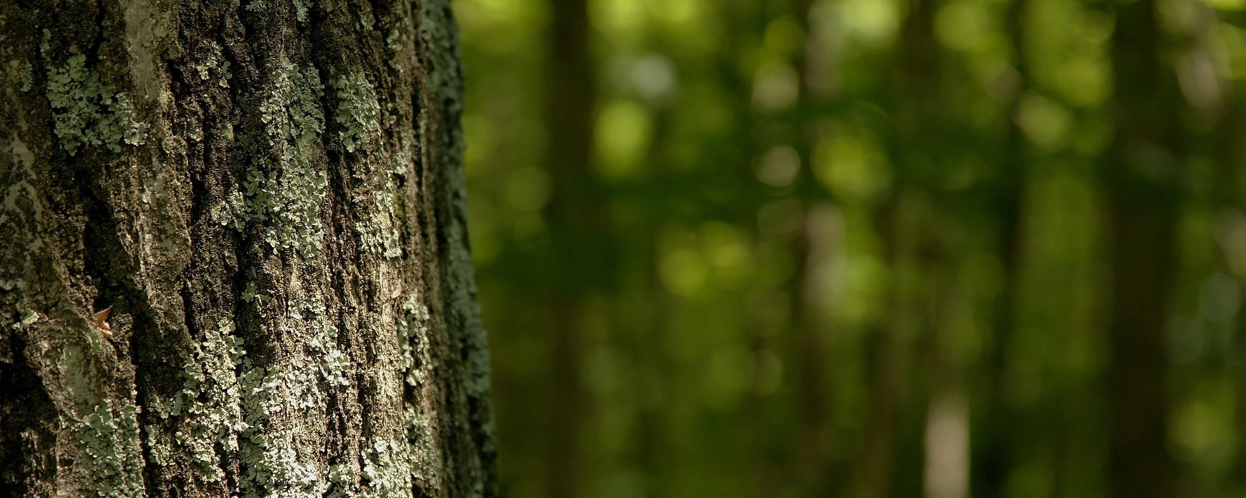 trunk closeup widescreen.jpg