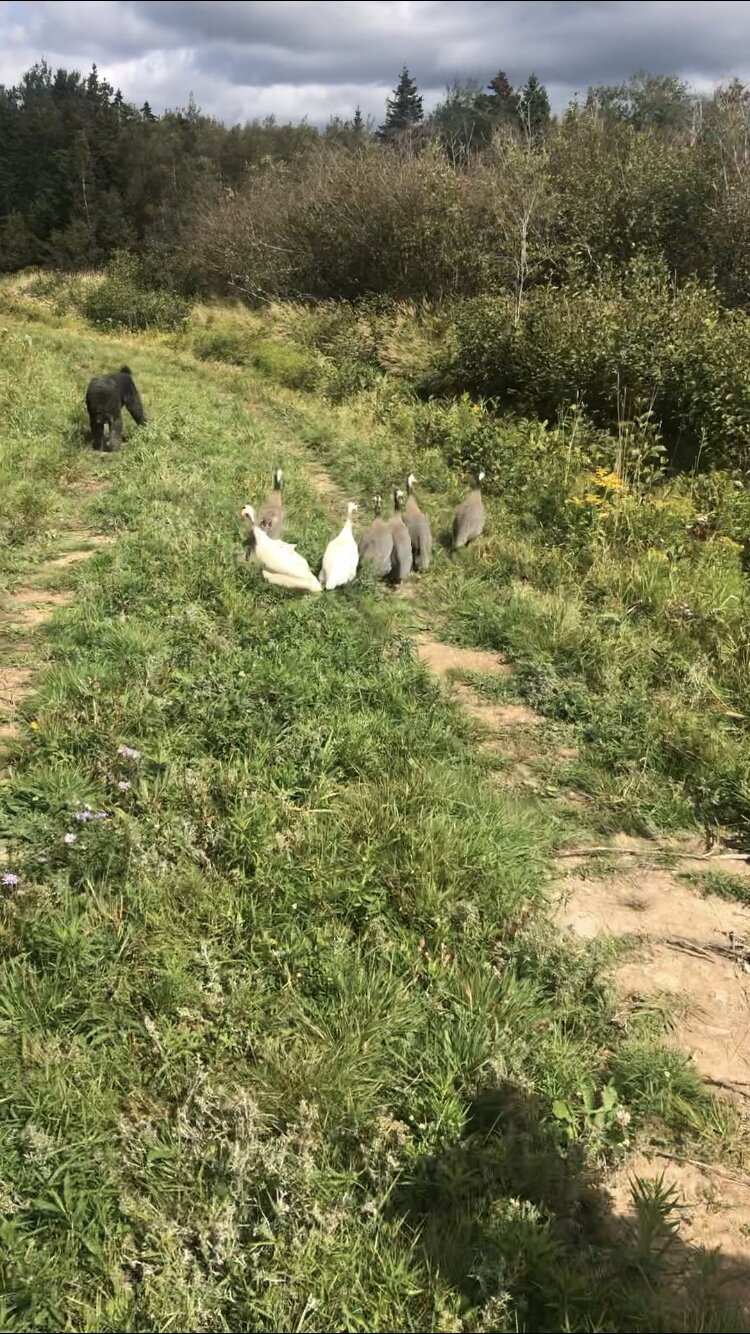Met the Genies. They were not happy to be on the same path as us!!