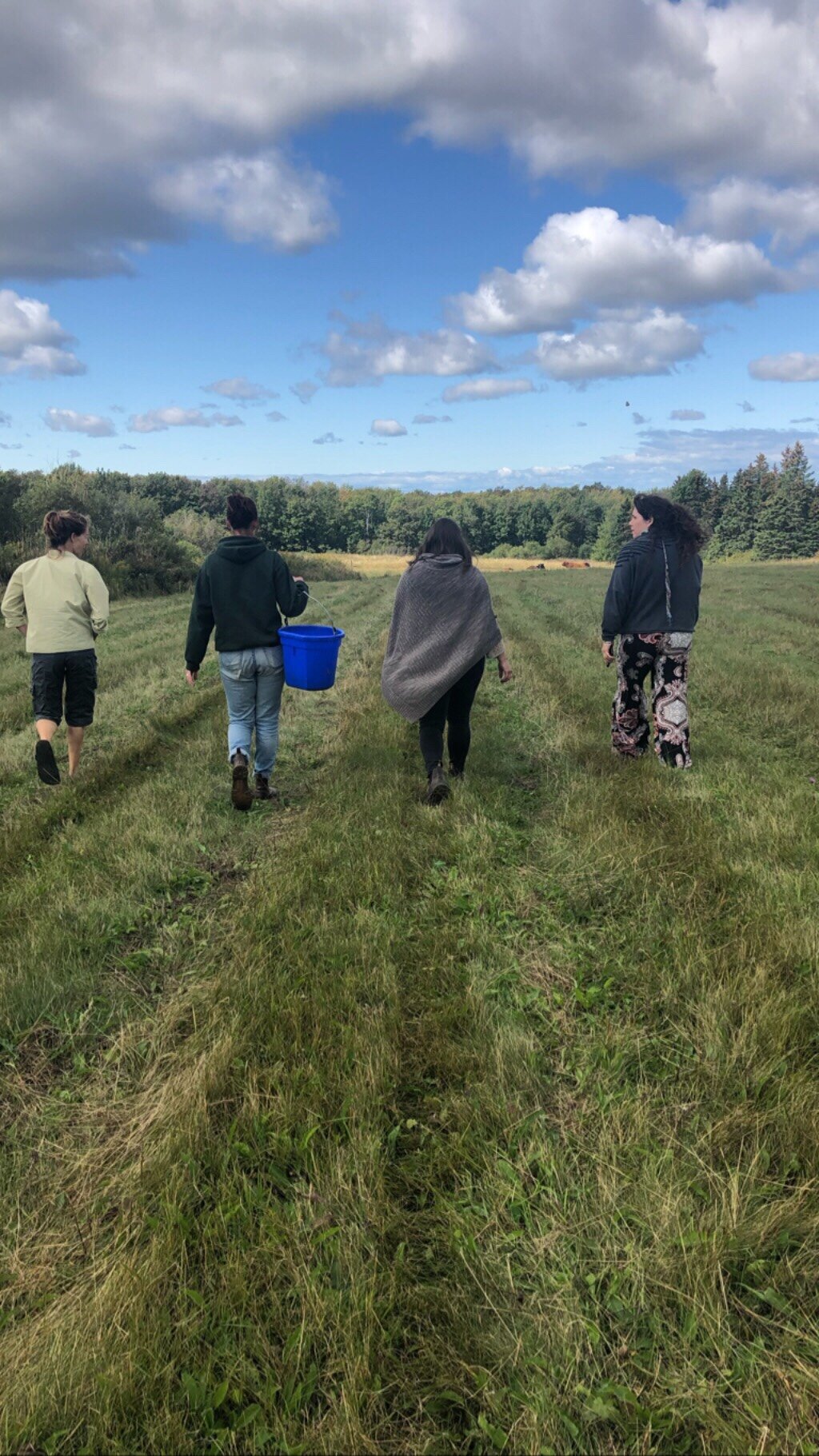 Walking to meet the Highland Cows! I finally got to meet them🙏