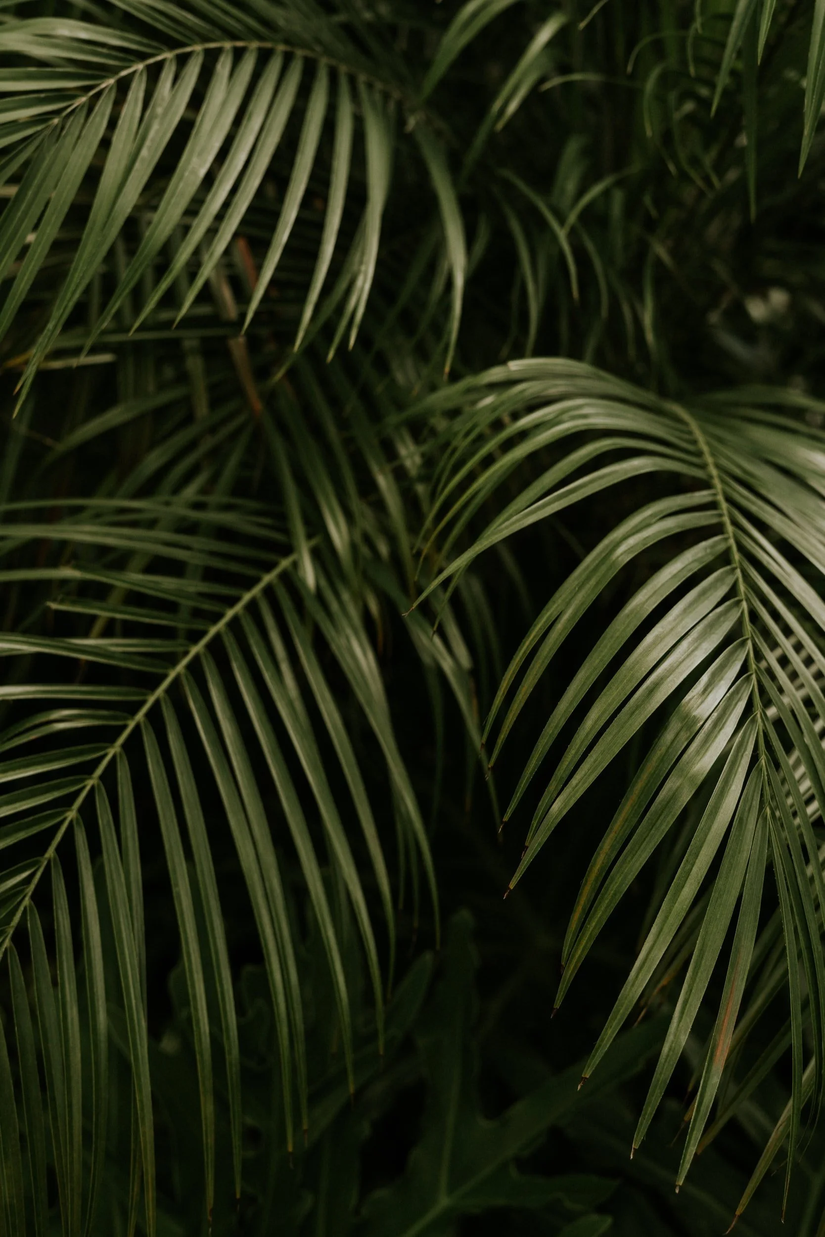 Palm Sunday