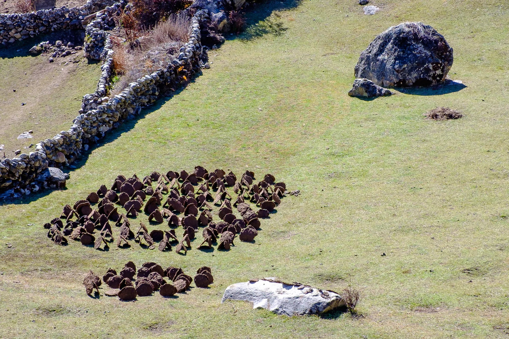 Carefully and beautifully displayed Yak Poop