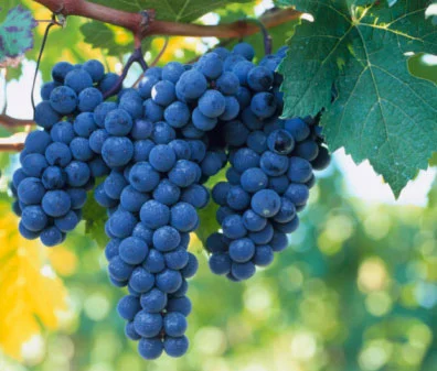 syrah.jpg