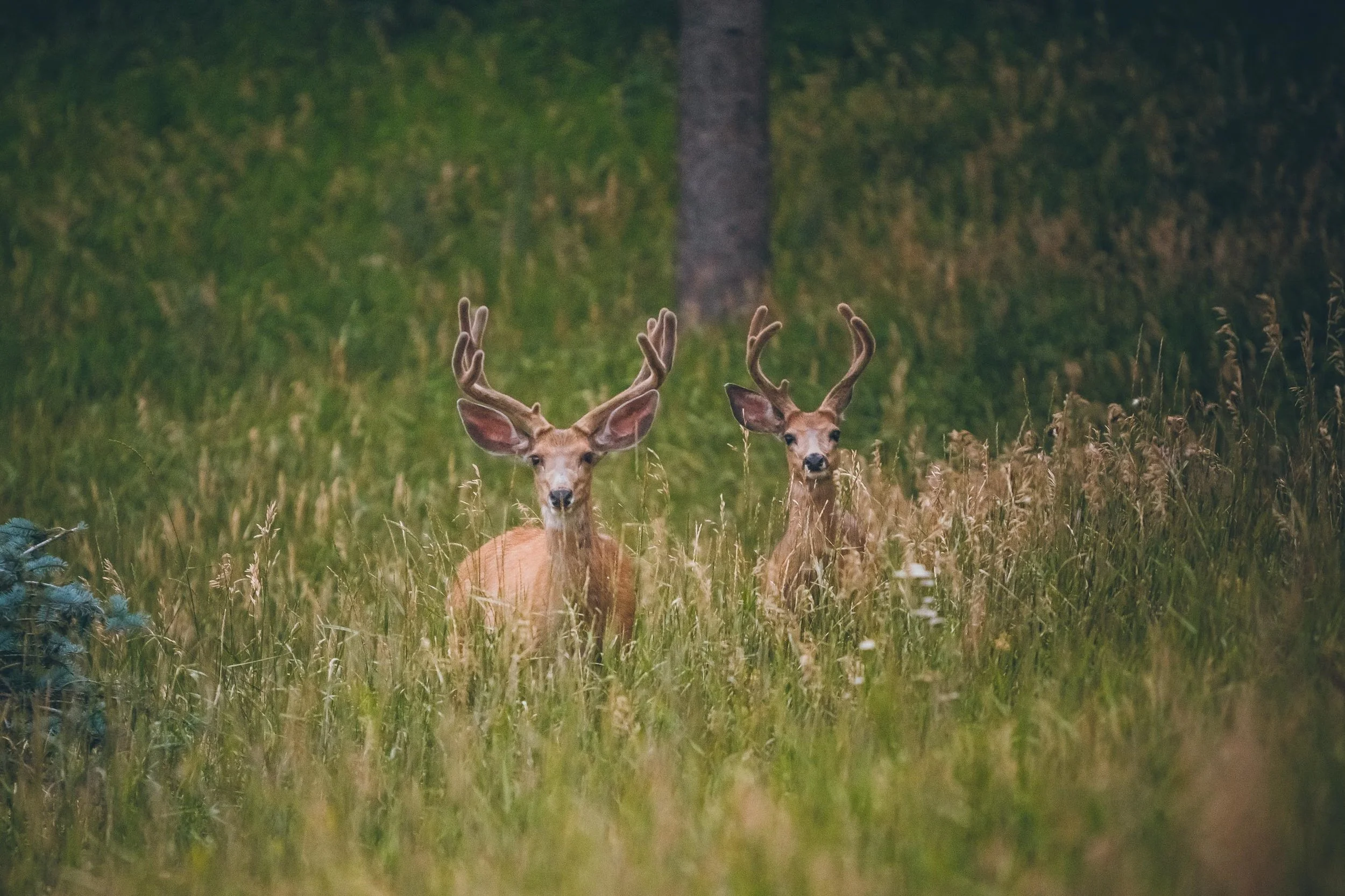 180804_BrookTaylor_PinesGenessee_2018_4222.jpg