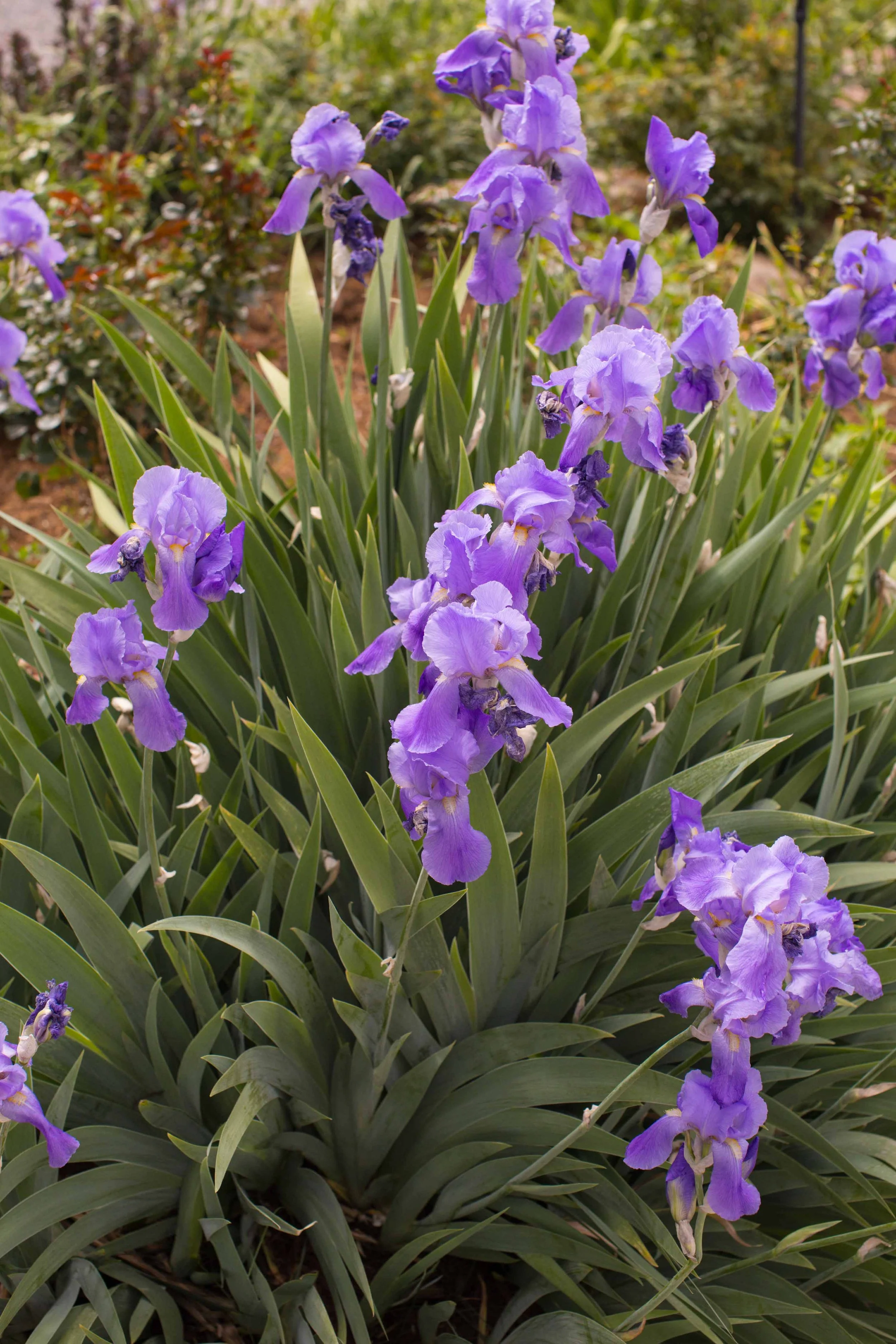 violets at Greenbriar Inn in Boulder