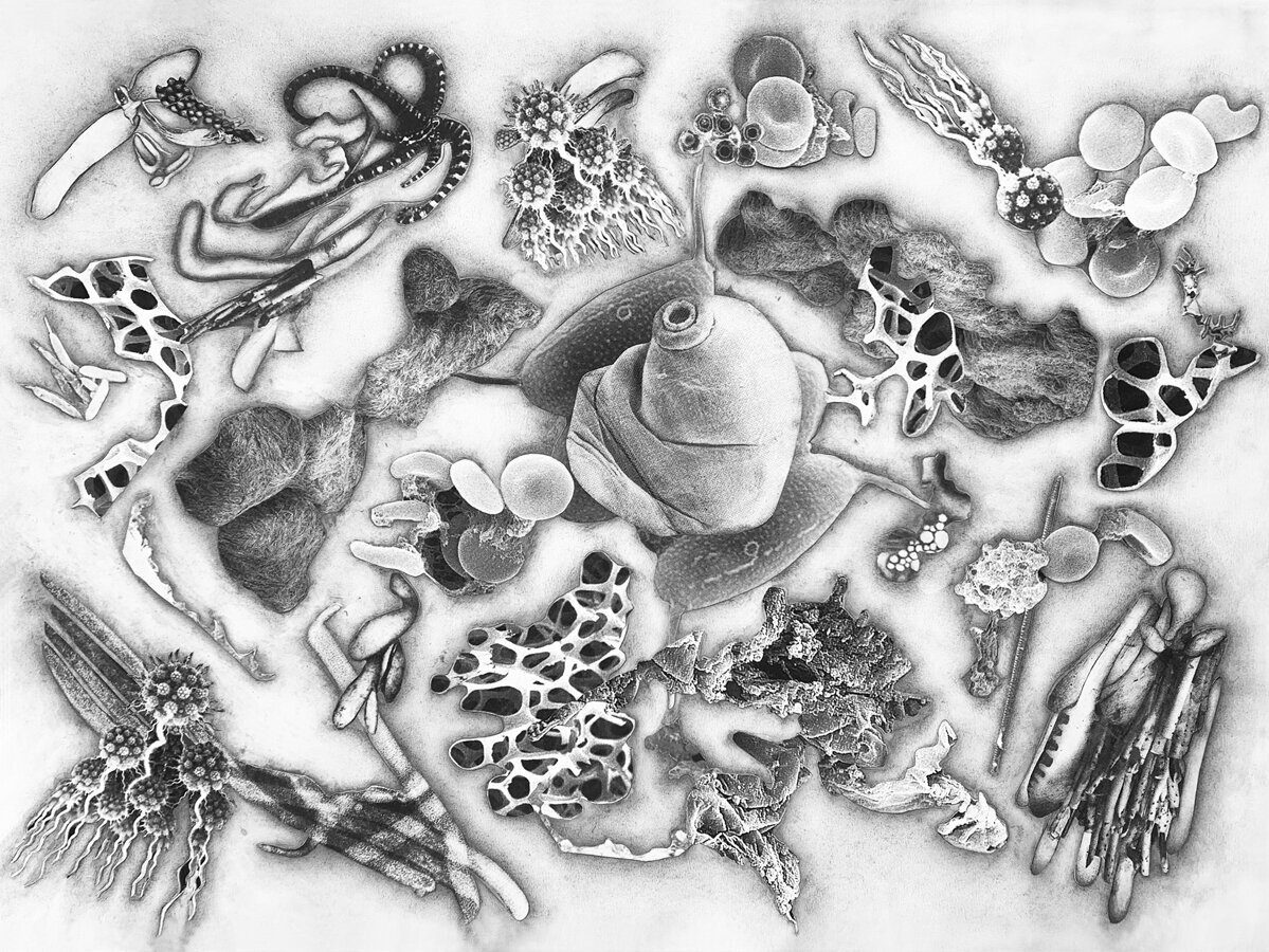   Bodies 8049 , 2021, graphite and paper on paper, 18" x 24” 