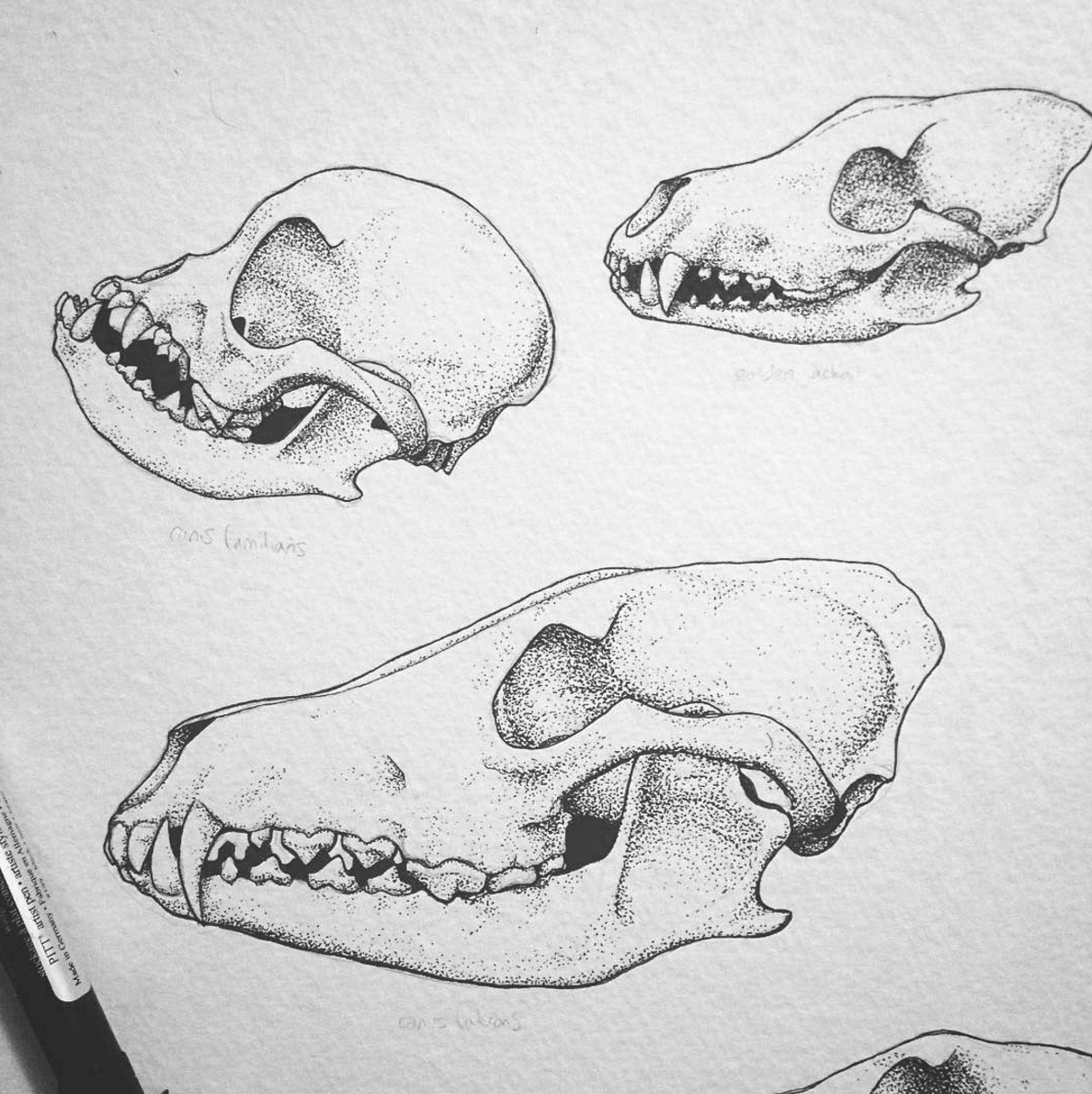 skulls.png