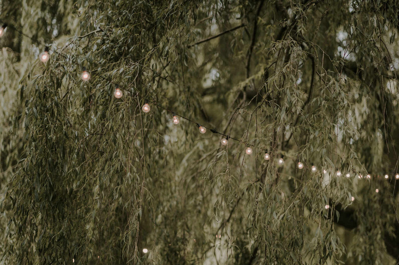 Festoon lit Willows