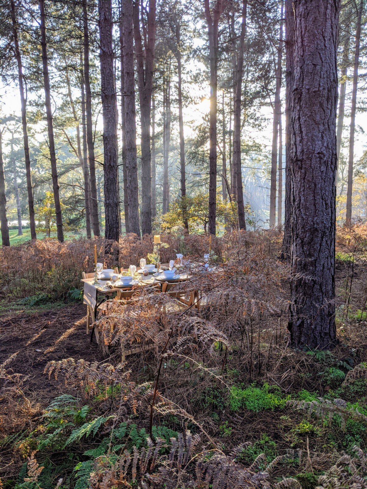 feast in the forest.jpg