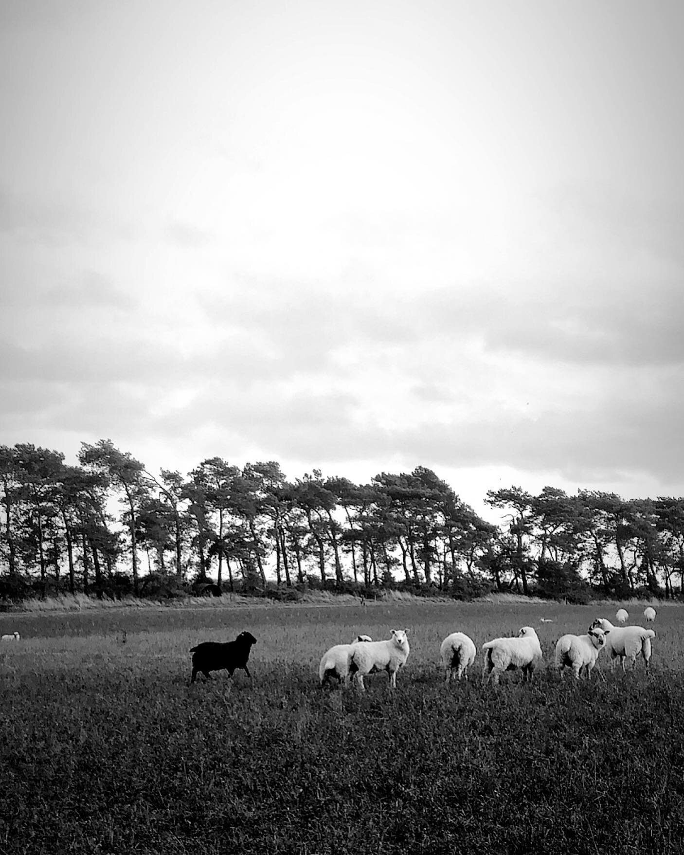 Sheep 
*
^
*
^
*
^
*
#farmlife #sheepsheep #blacksheep #norfolklocations #sheepofinstagram #farminglife #norfolkfarmer #sheeplove #britishfarming #supportbritishfarming #farminguk #eatlocalgrown #fieldtofork #supportlocal #tribenorfolk #freerangefarm