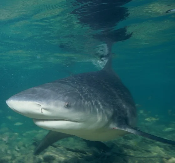 bull shark.jpg