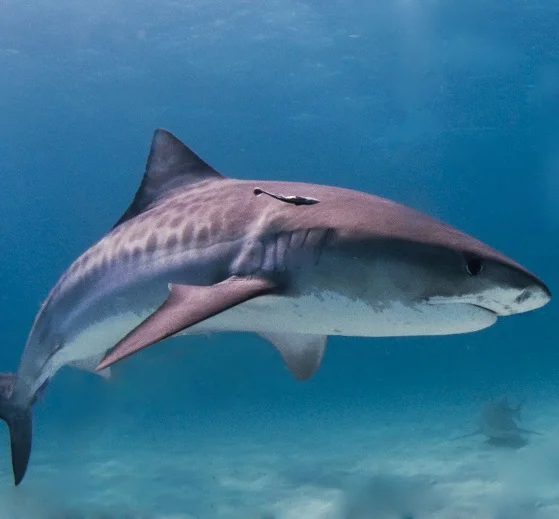 tiger shark.jpg