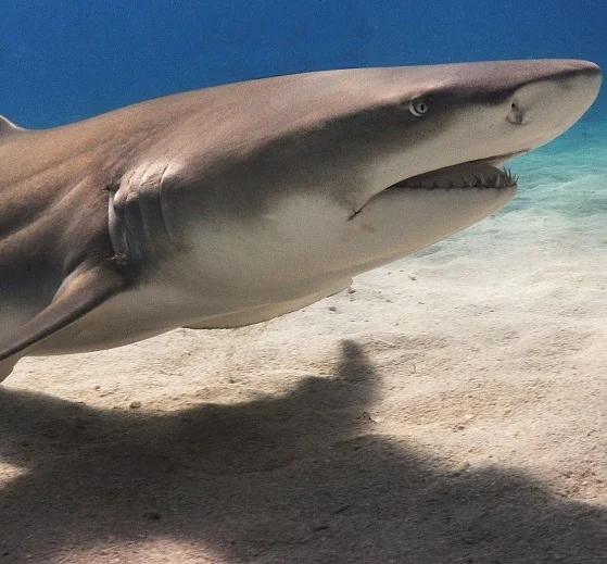 lemon head shark.jpg