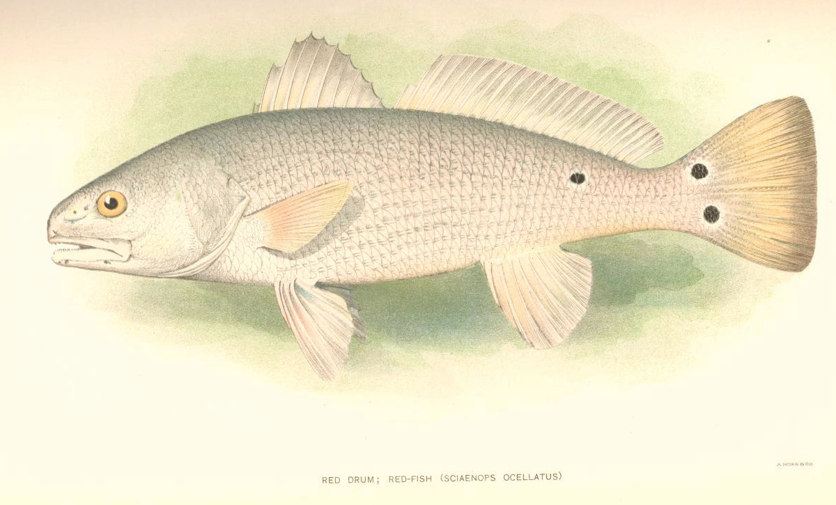 redfish.jpeg