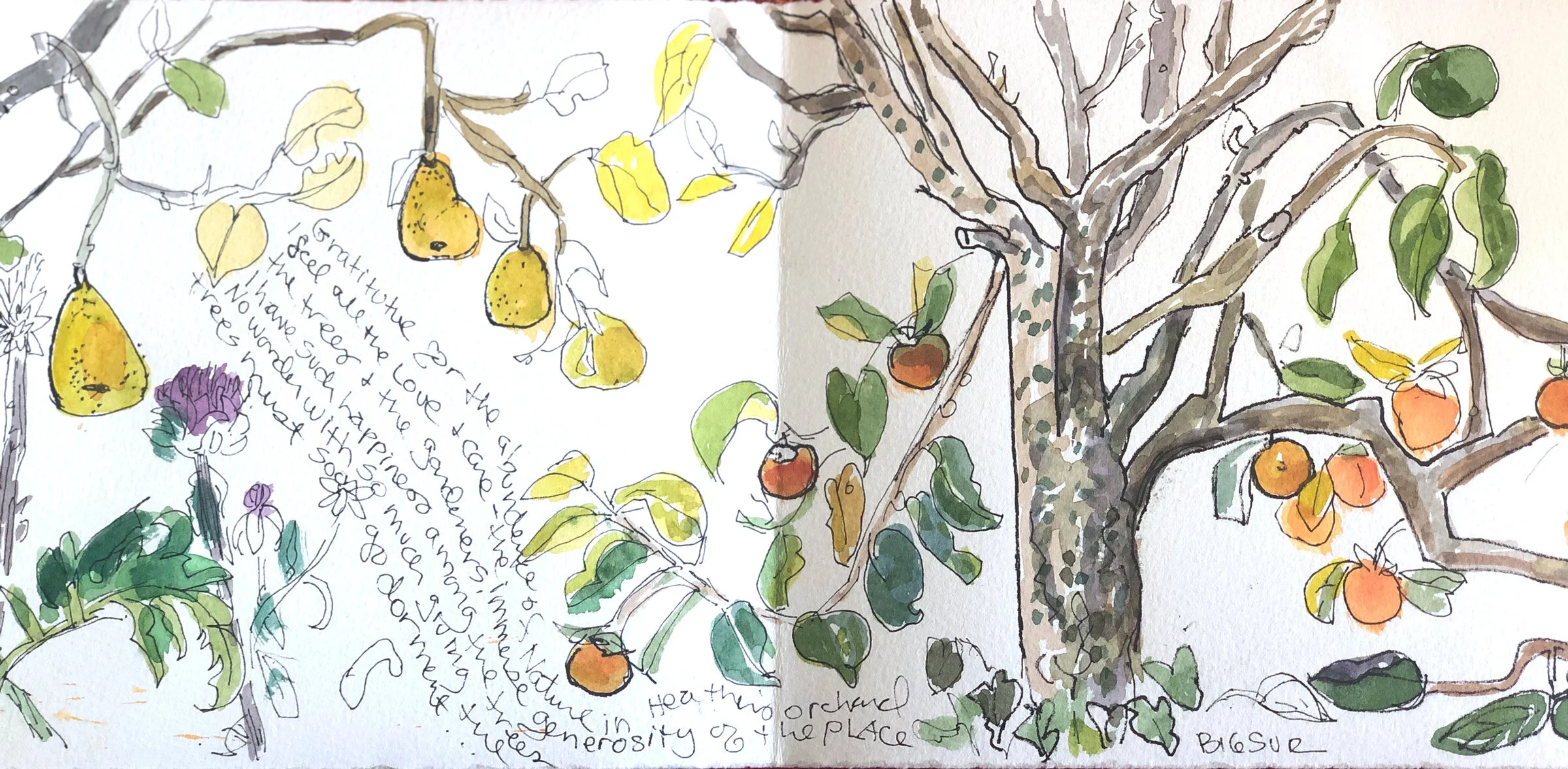 The Illustrated Journal Of Gratitude Series 3 Online Elizabeth Murray Studios