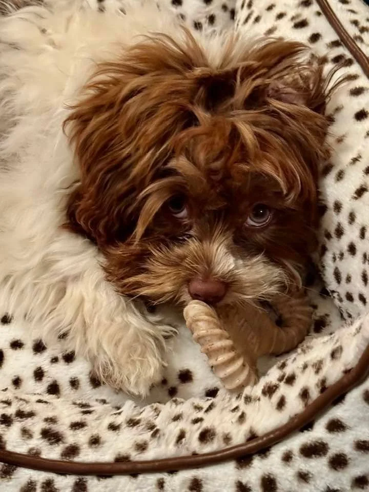 I feel such Joy &amp; gratitude each day- and a big reason is because I have little Rosie in my life. She definitely rescued me (even though I am her 3rd family!). I think one way of an animal we learned to communicate and of course grow the capacity