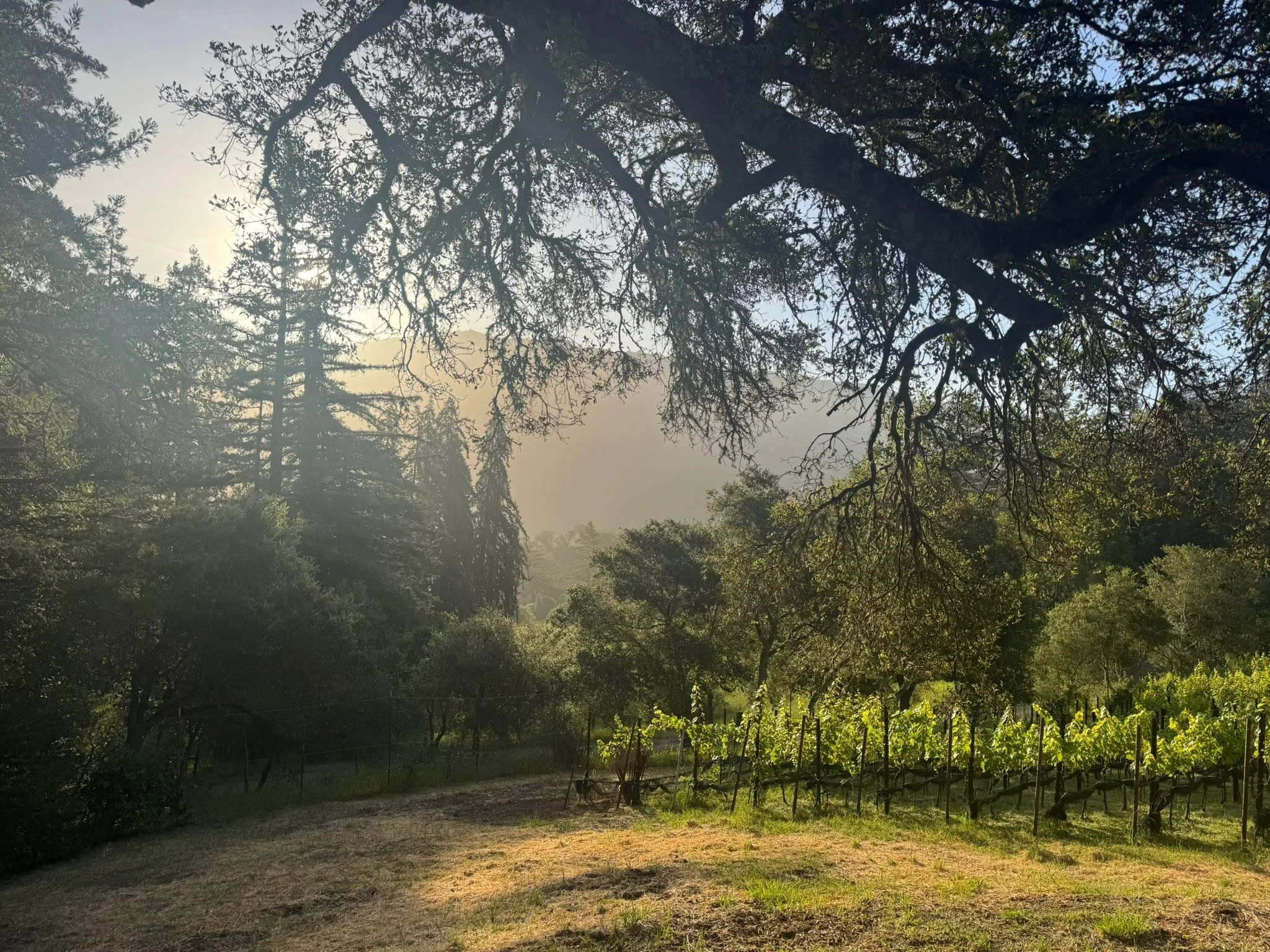 Celebrating the redwoods at the Big Sur Grange-I taught Nature printing &amp; crown making there was poetry, Singing, stories and Art shared- Sunday we sang with wholehearted Choir and Lisa Littlebird so joyful!🌲💚🌲🎶🌲
�Dear Earth 

I&rsquo;m on y