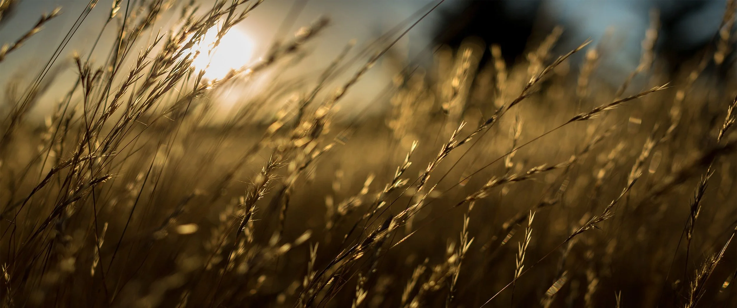 sunset-nature-grass-sun-summer.jpg