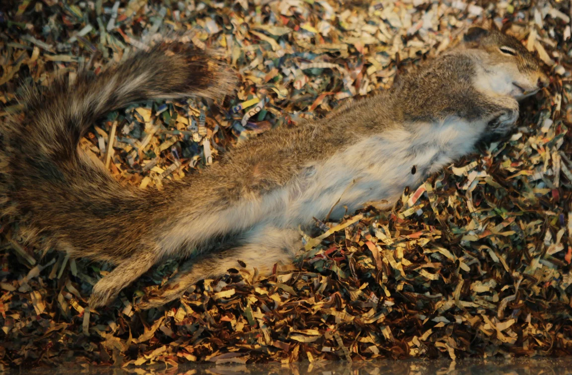 squirrel_small.jpg