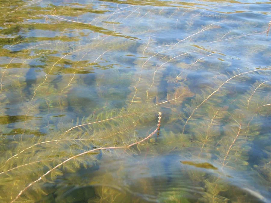 Miriophylle-a-épis-mddelcc.jpg