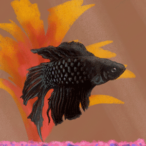 cosmo.gif