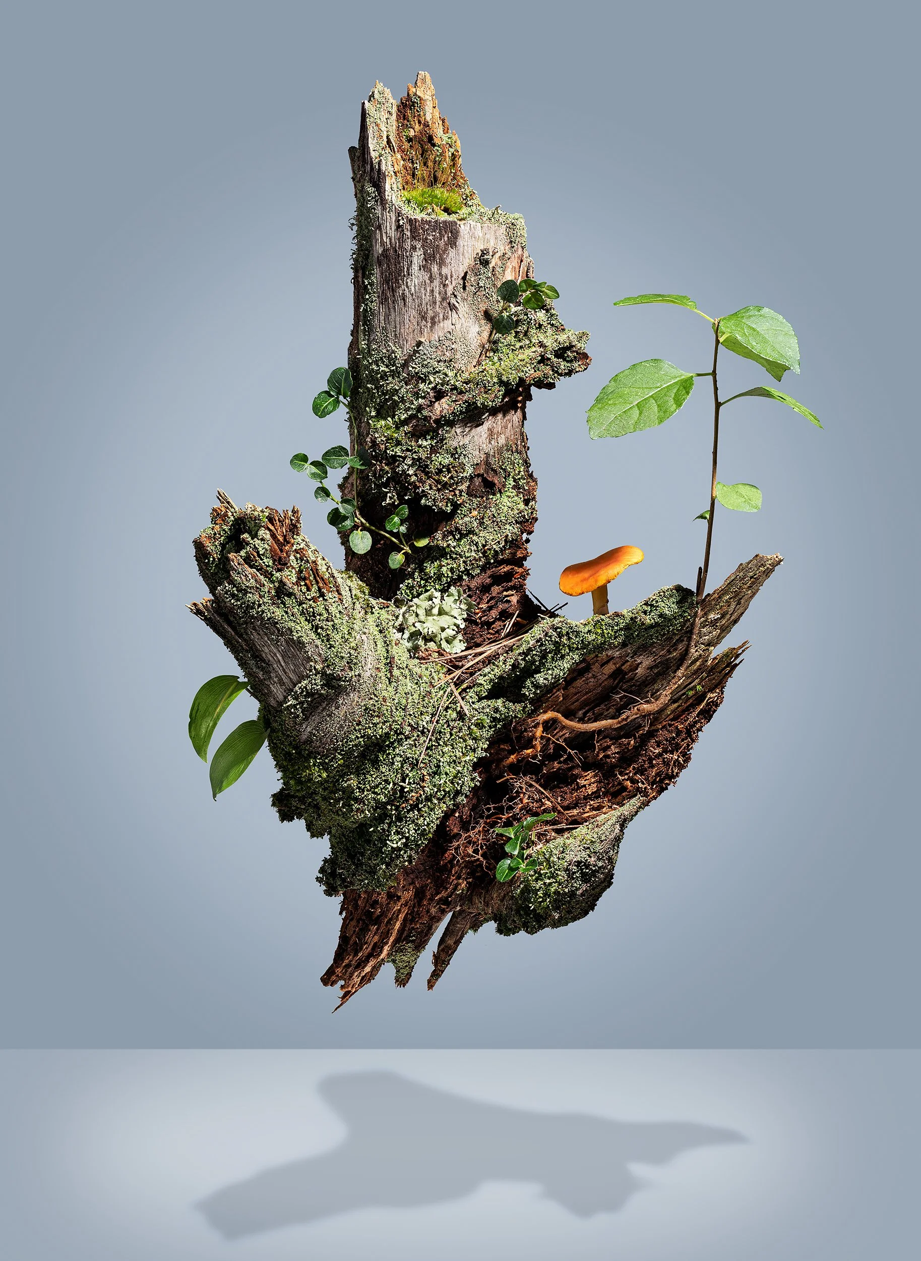 Adam Krauth Photo - Commercial Photography - Boston, MA - Still Life - Product Photography - A piece of wood covered in moss, with small plants and a mushroom growing on it, casting a shadow on a plain background.