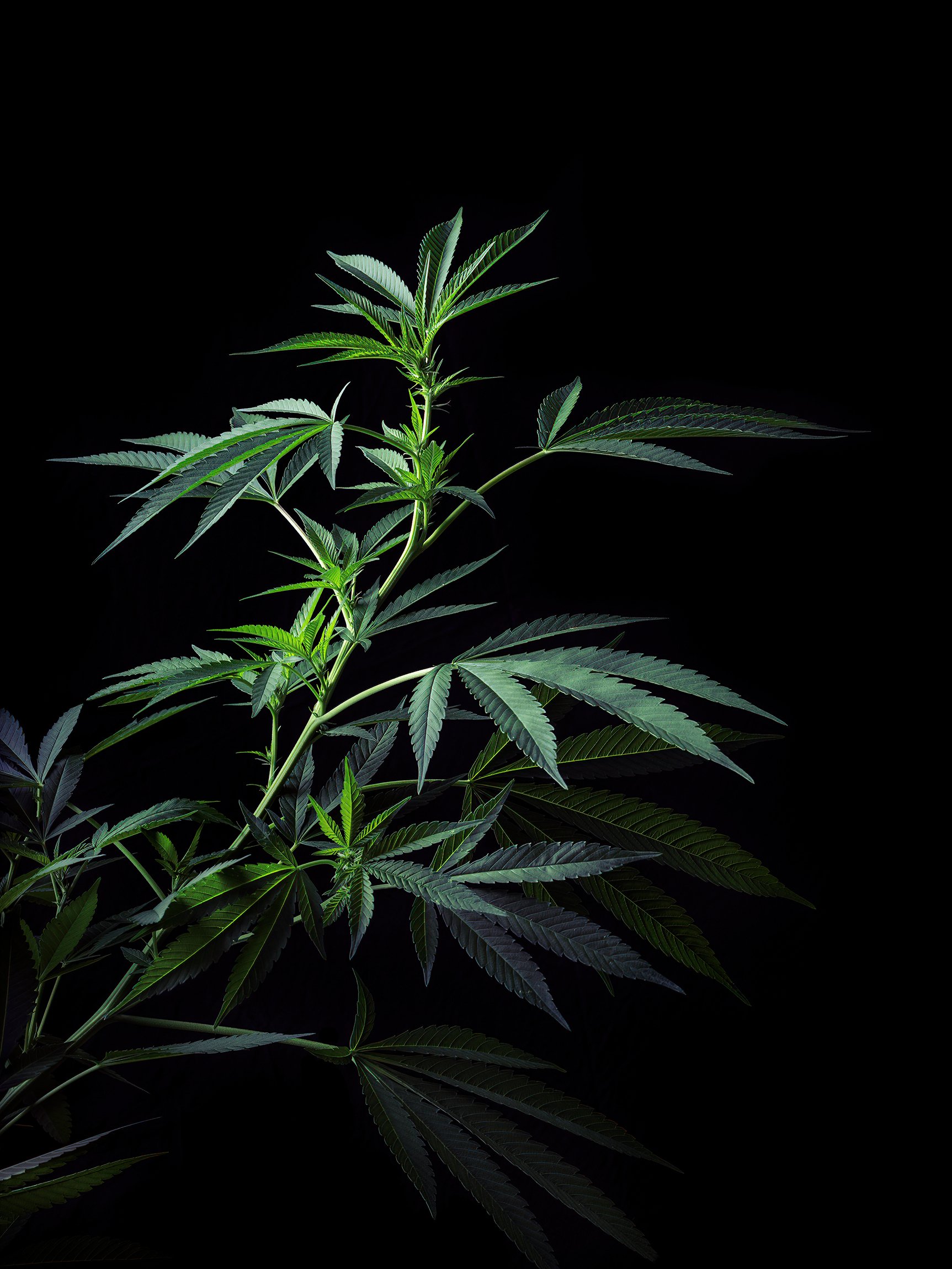 Cannabis_Plant_02.jpg