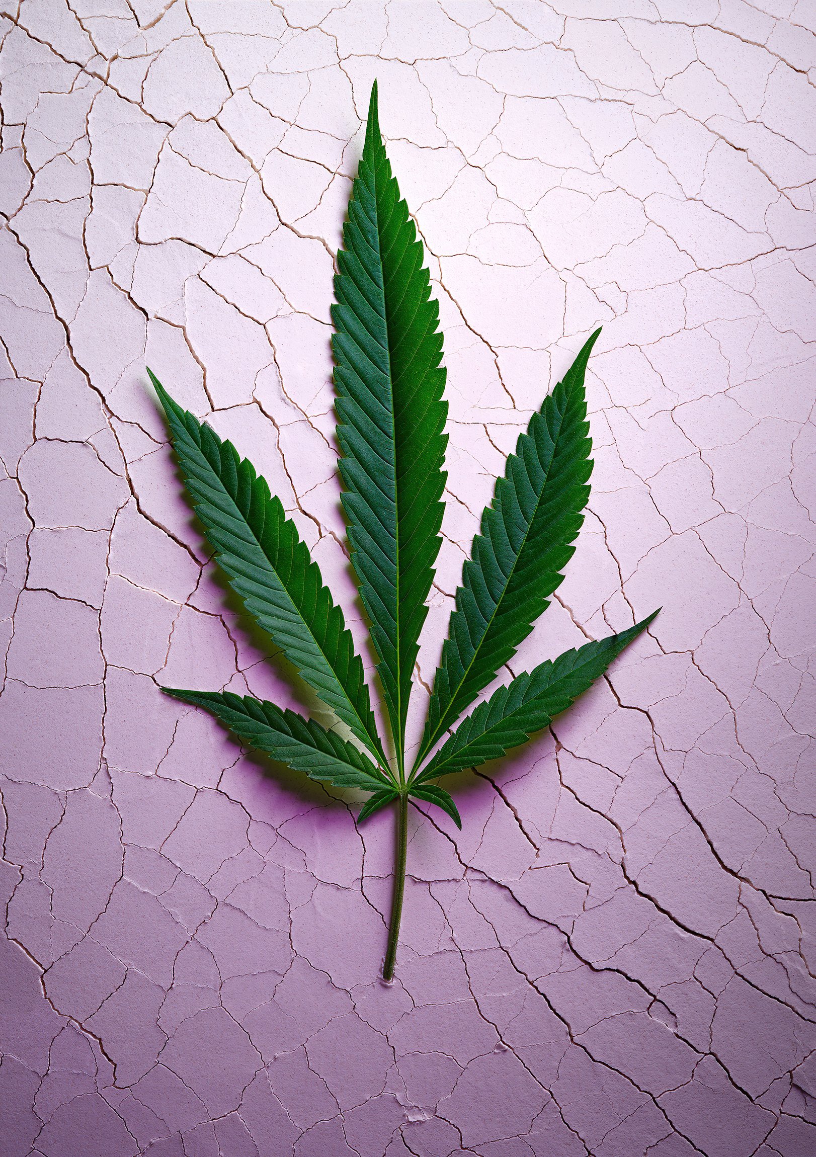 Cannabis_Leaf_01.jpg