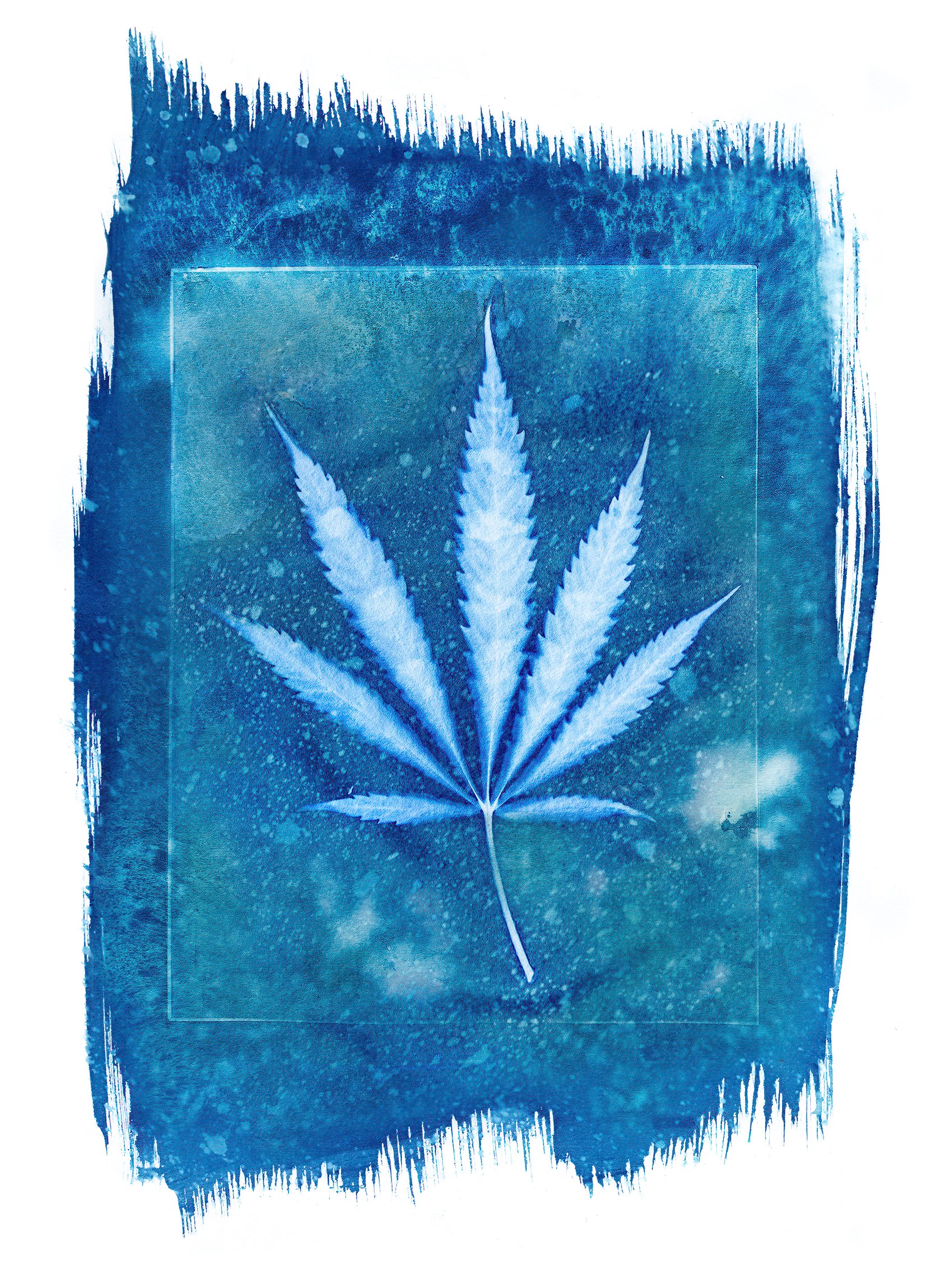 CannabisCyanotype.jpg