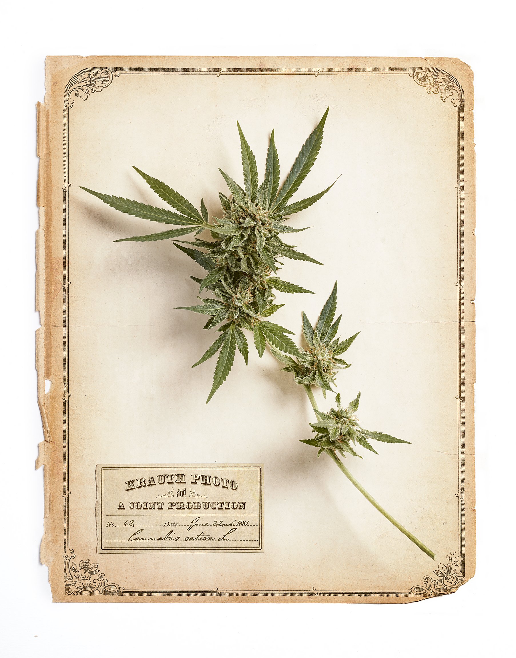Cannabis_Botanical.jpg