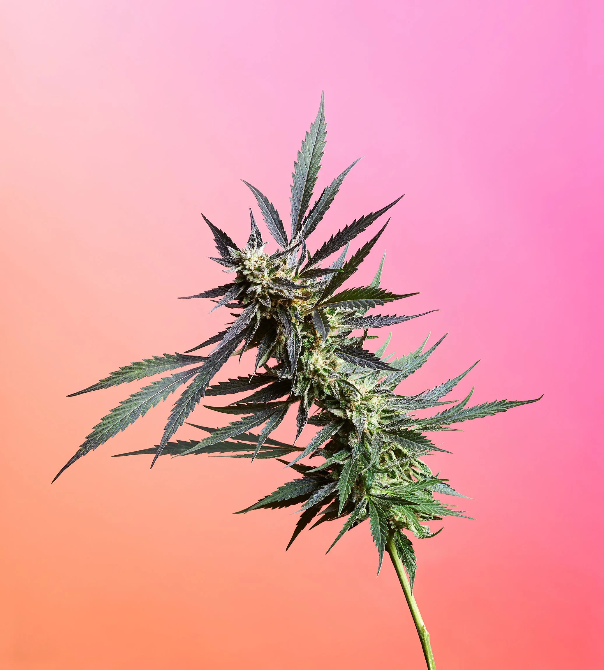 Adam Krauth Photo - Commercial Photography - Boston, MA - Still Life - Product Photography - A cannabis plant with dark green leaves and white flowering buds against a pink and orange gradient background.