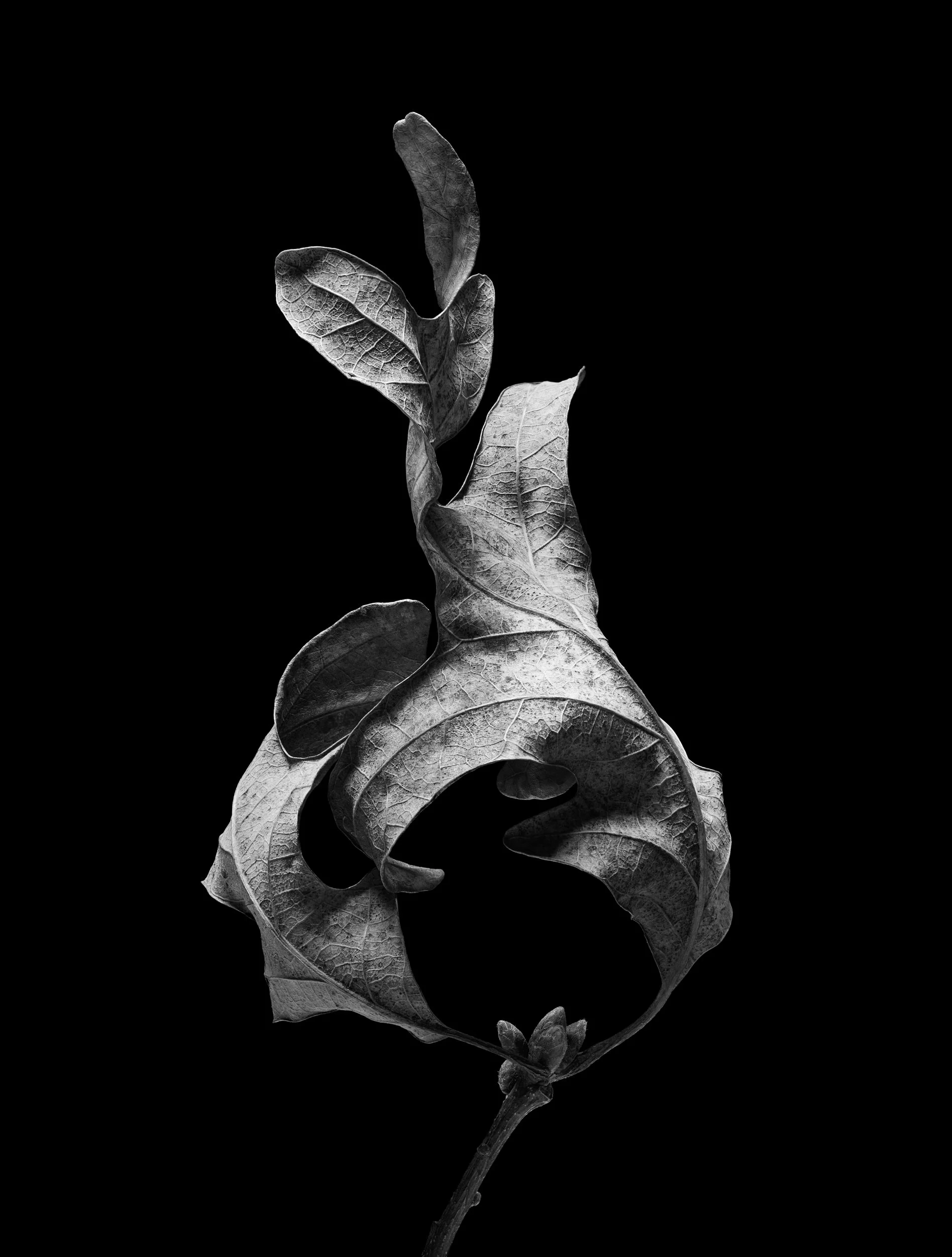 Adam Krauth Photo - Commercial Photography - Boston, MA - Still Life - Product Photography - A black and white photograph of a curled leaf against a dark background.
