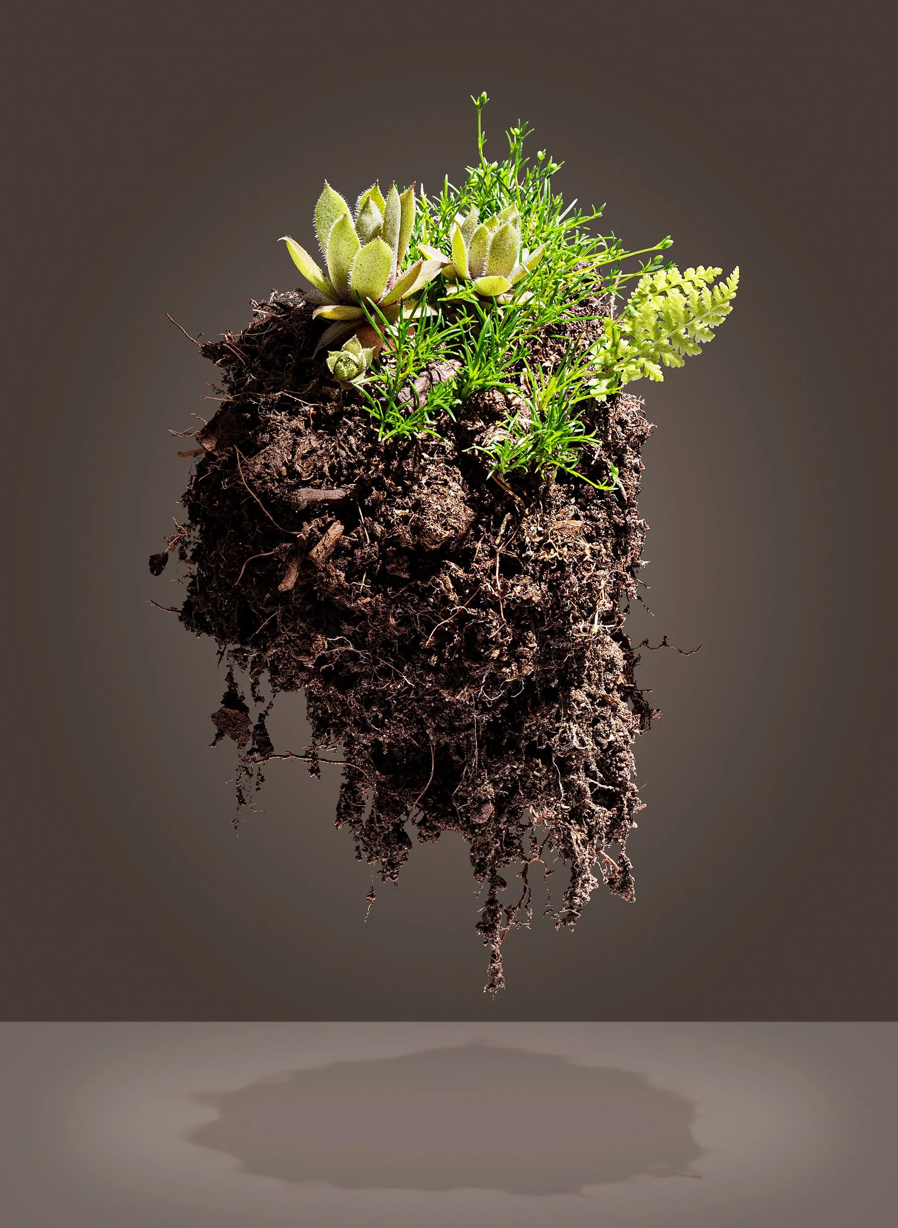 Adam Krauth Photo - Commercial Photography - Boston, MA - Still Life - Product Photography - Floating soil with various small green plants and succulents against a dark background, casting a shadow below.