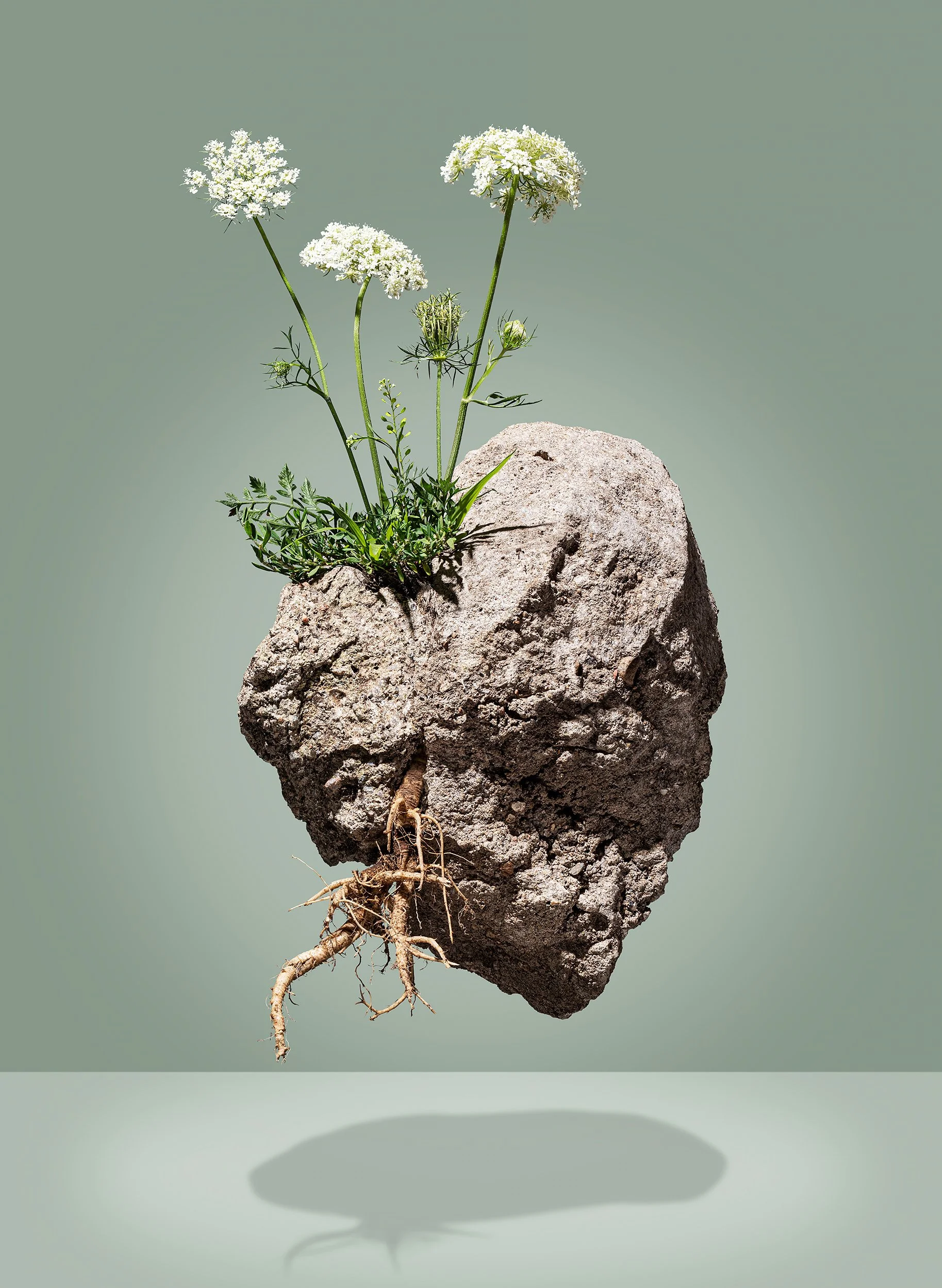Adam Krauth Photo - Commercial Photography - Boston, MA - Still Life - Product Photography - A rock with a plant, flowers, and roots growing from it, floating in the air with a shadow beneath.