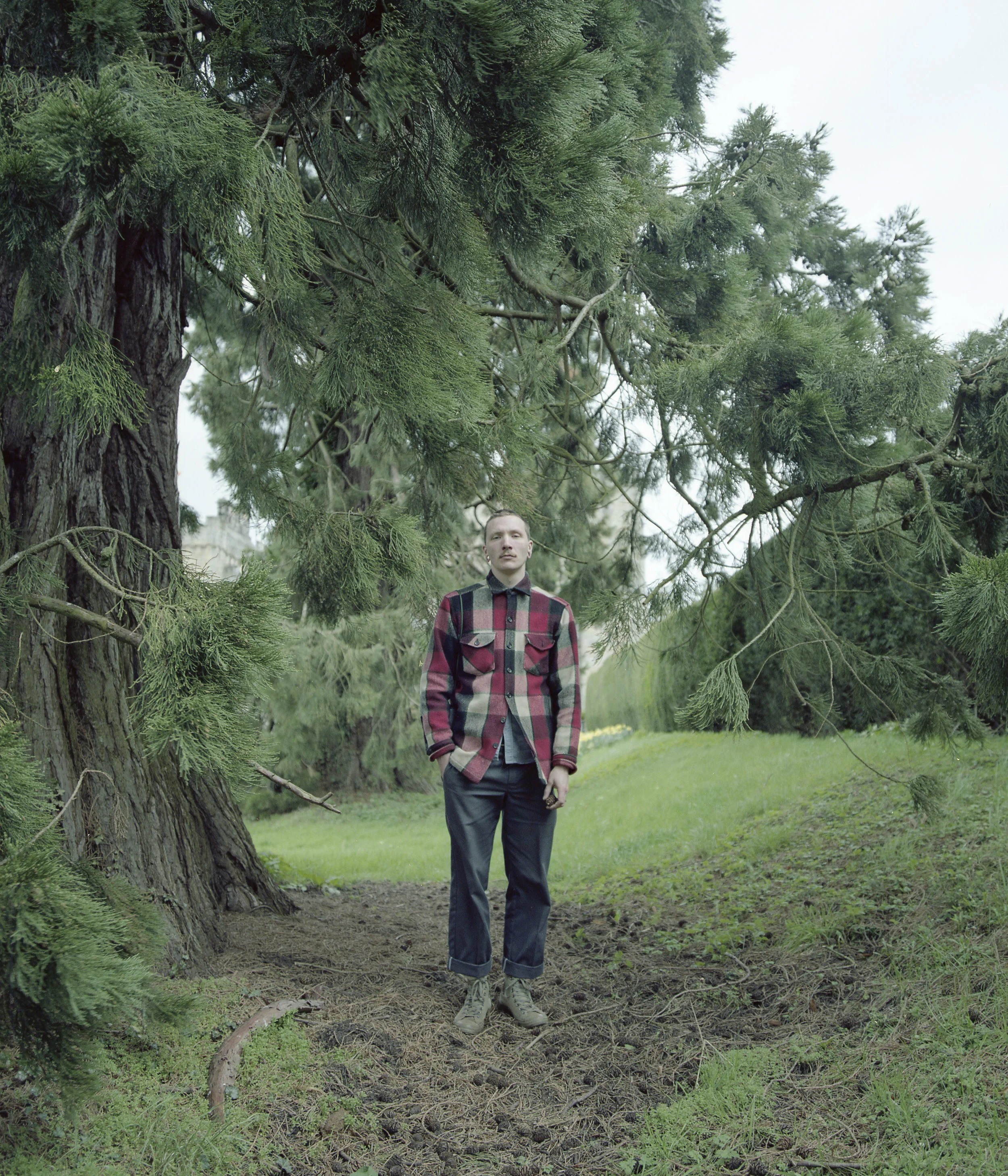 steventrees.jpg
