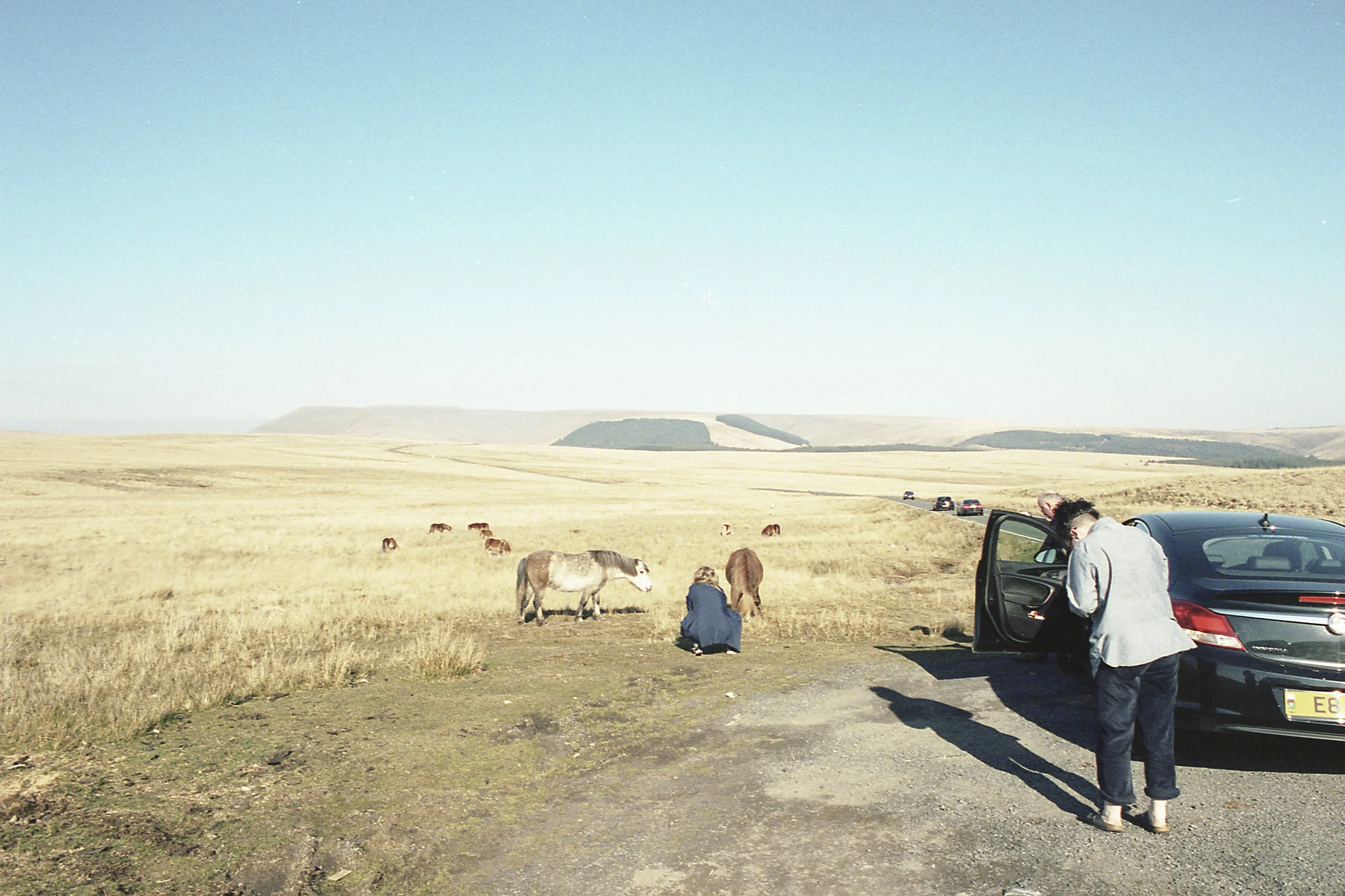 wildhorses2.jpg