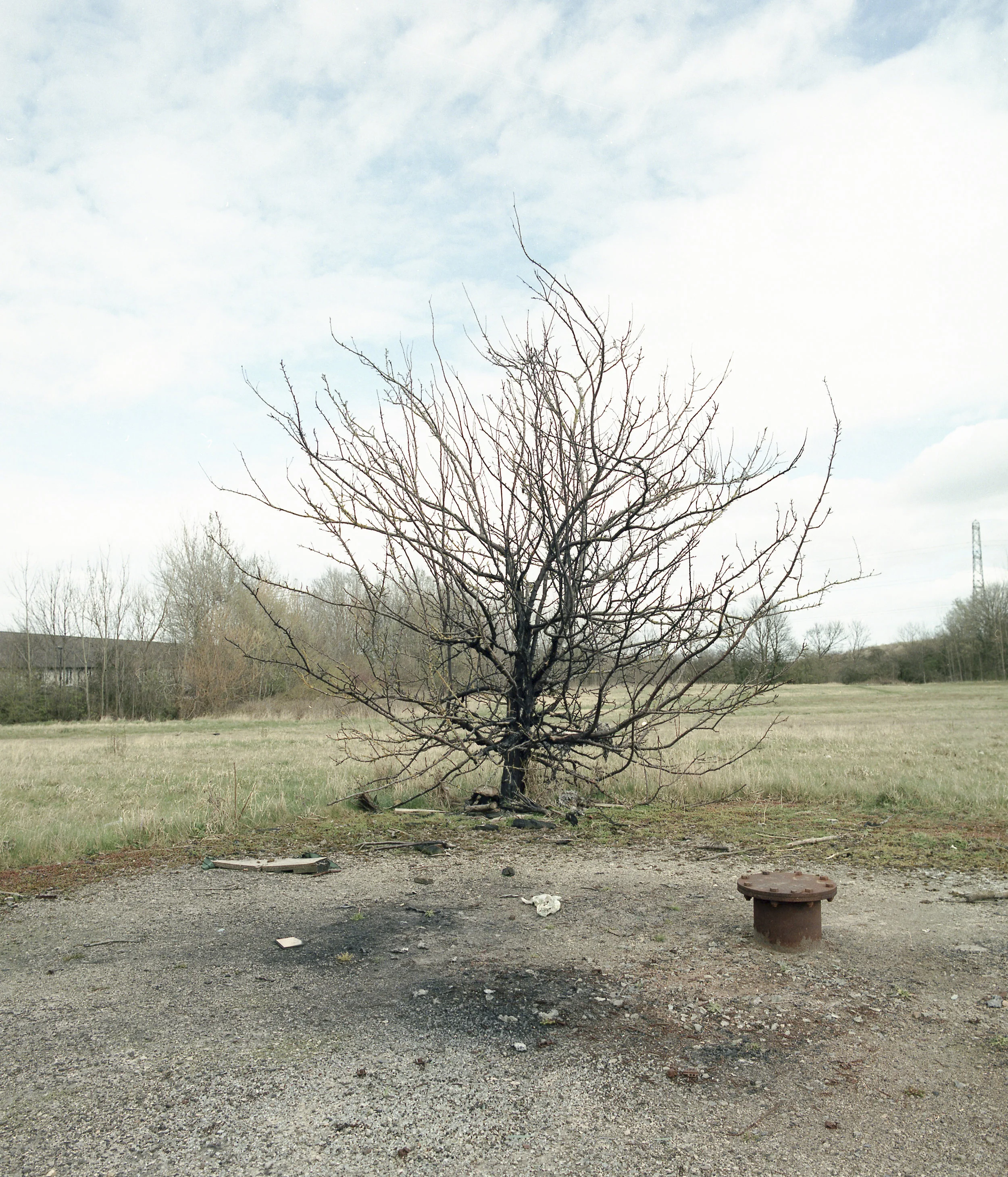 burnttree1.jpg