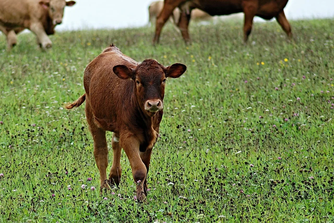 calf-433000_1280.jpg