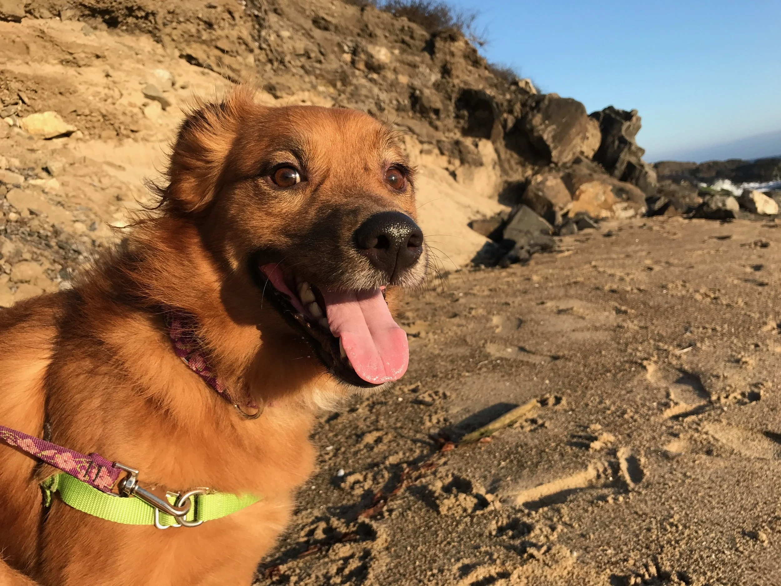 puppy walkers near me