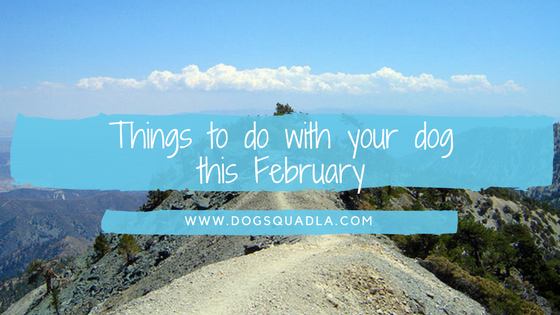 things to do with your dog this month.png