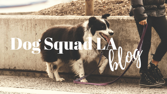 dogsquadla blog (1).png