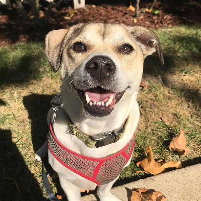 We&rsquo;ve been closed for two days (first time ever!) and I just caught myself looking through photos of all the dogs because I already miss them so much!
🤣
So here is a happy face to brighten up your morning!